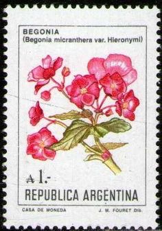 B. micranthera var. hieronymi